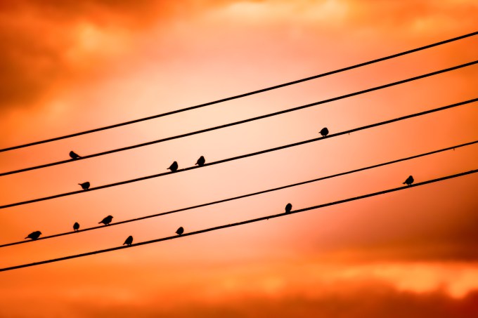 birds-on-a-wire-3670268_1920